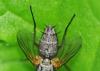 Solieria sp.